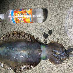 連日アオリ釣果　